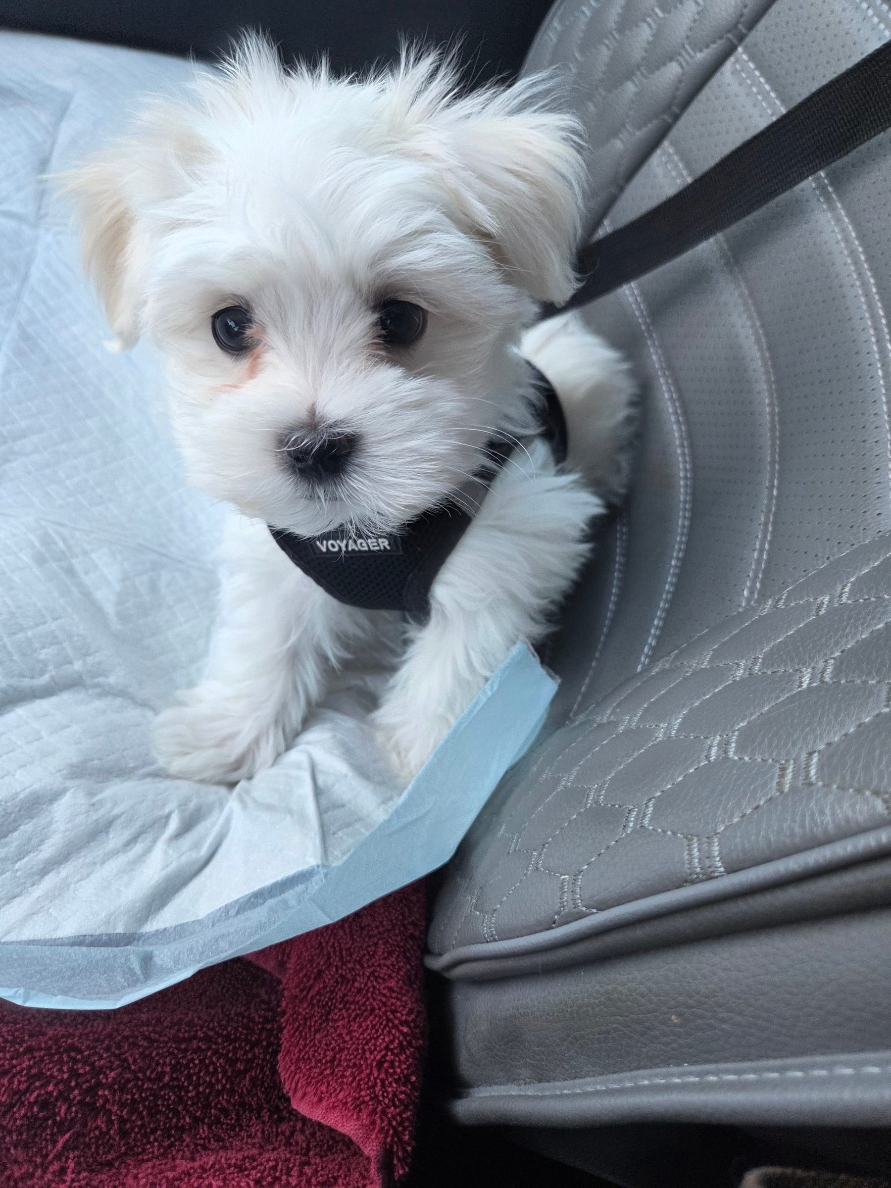 A fluffy white puppy in a harness, buckled into the seat of a car.